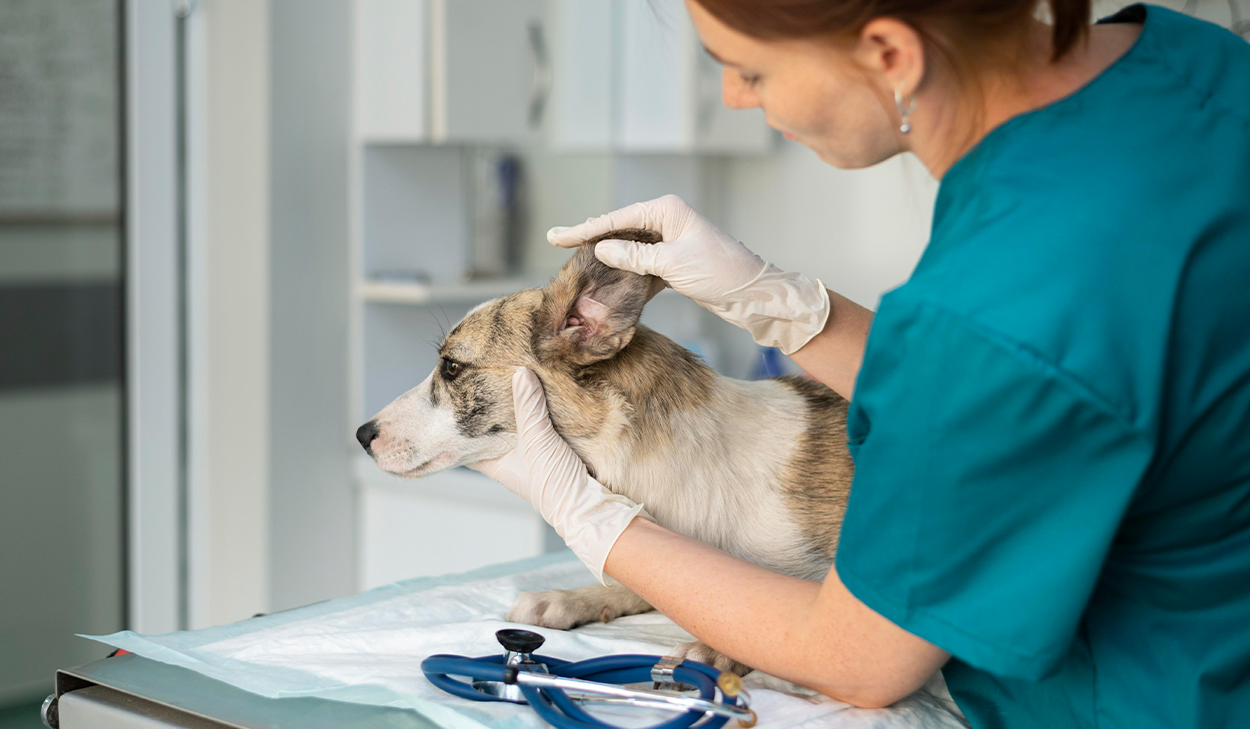 Maestría en Epidemiología y Salud Pública en Veterinaria